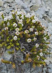 Veronica epacridea. Habit. Mt Torlesse, Canterbury.
 Image: P.J. Garnock-Jones © Te Papa CC-BY-NC 3.0 NZ